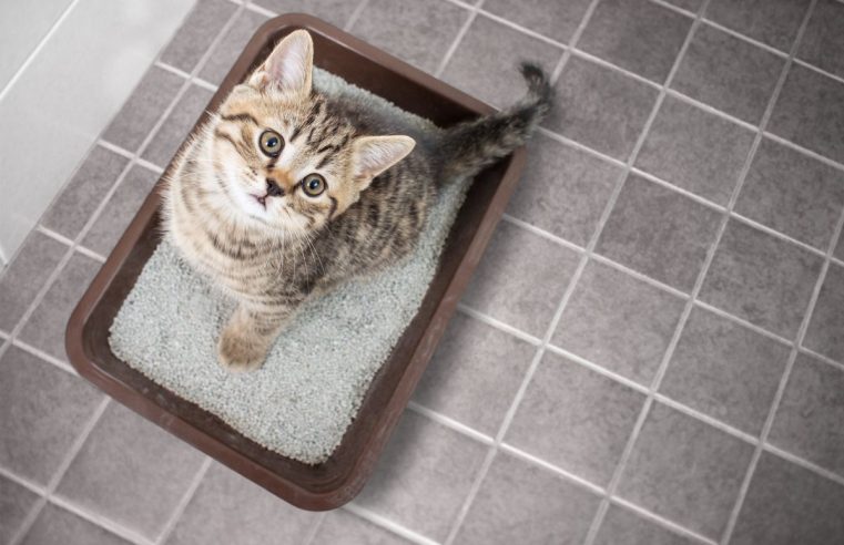 Katės tualeto paieškos: patarimai, į ką turėtumėte atsižvelgti